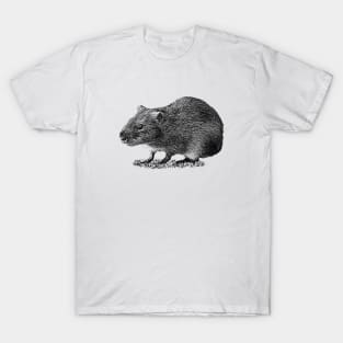 Greater guinea pig T-Shirt